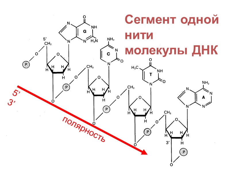 Сегмент одной нити молекулы ДНК 5’        